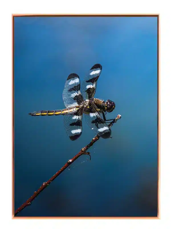 Insekt Dragonfly Plakat
