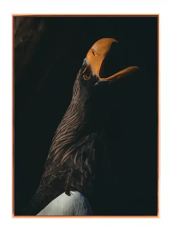 Steller Sea Eagle Plakat
