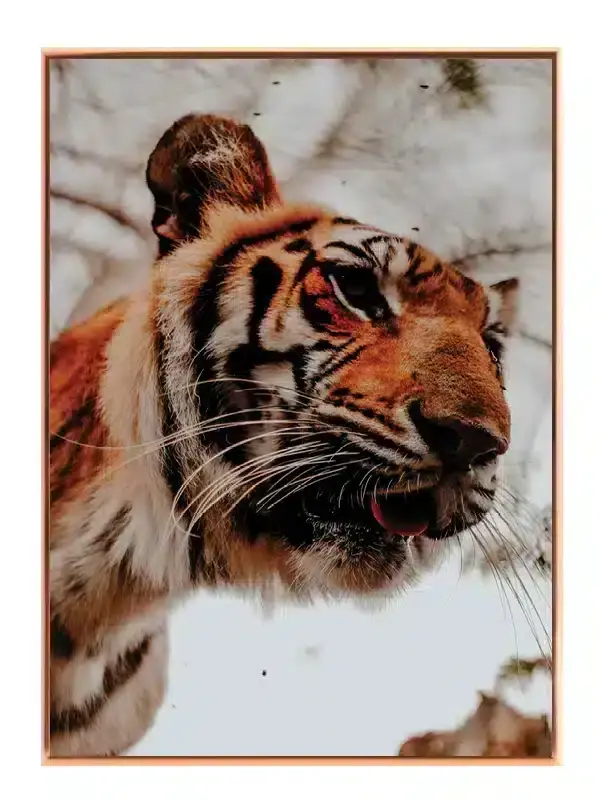 Bengal Tiger II Plakat