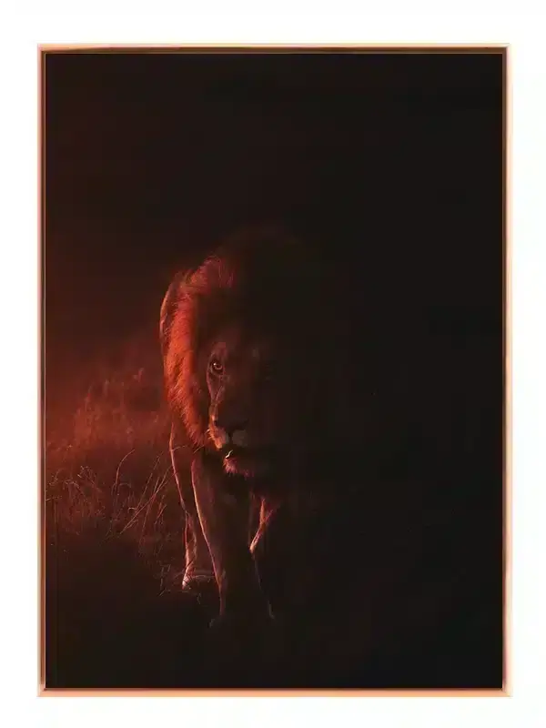 Lion At Dusk Plakat