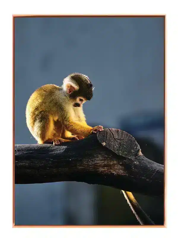 Squirrel Monkey Plakat