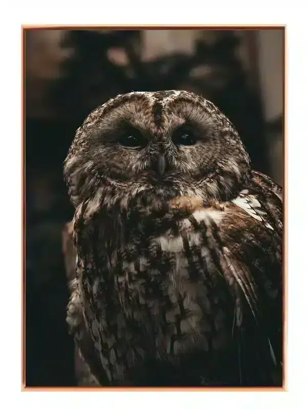 Tawny Owl Plakat