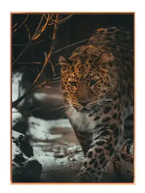 Amur Leopard Plakat