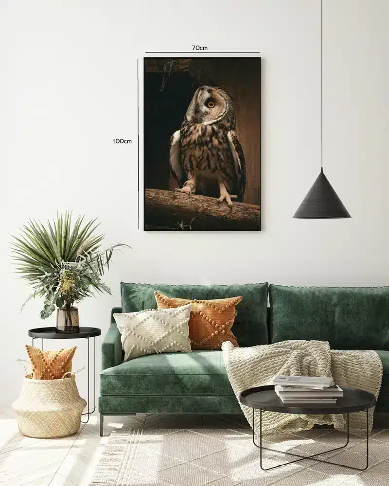 Long Eared Owl Plakat
