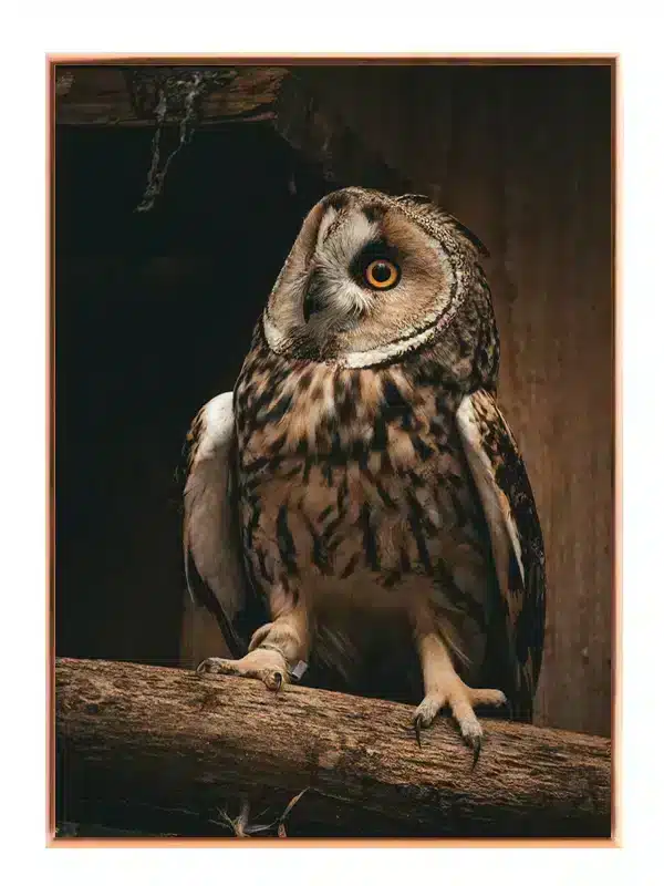Long Eared Owl Plakat