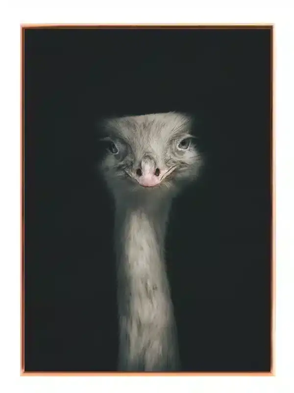 Fugl Ostrich Plakat