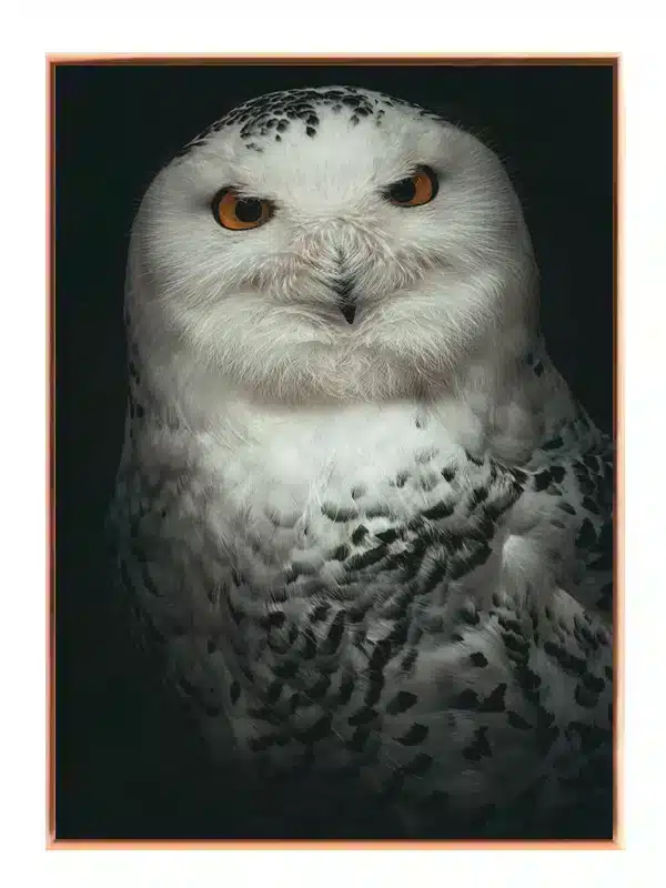 Snowy Owl Portrait Plakat