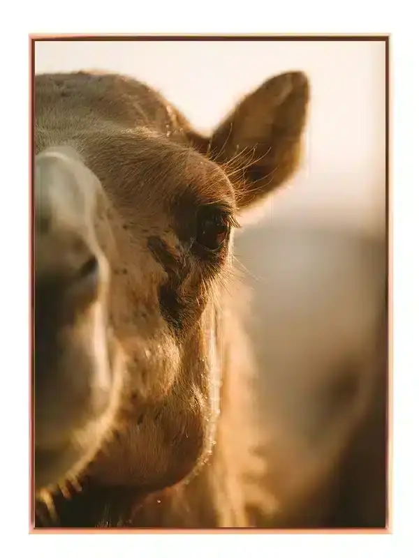 Bi Camel Closeup Plakat