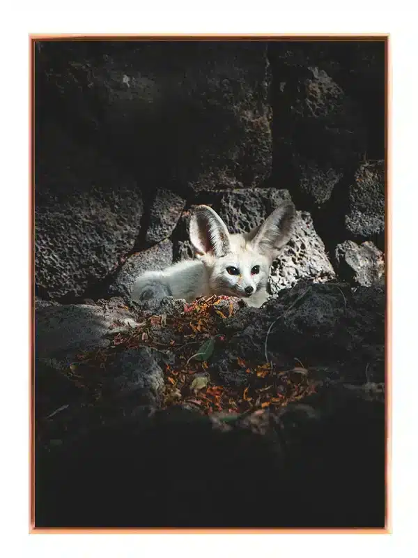 Fennec Fox Plakat