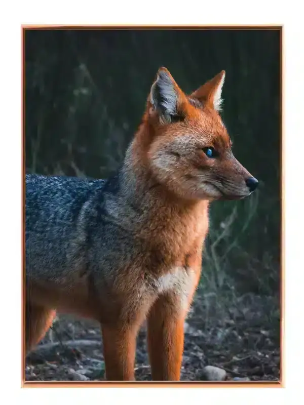 Maned Wolf Plakat