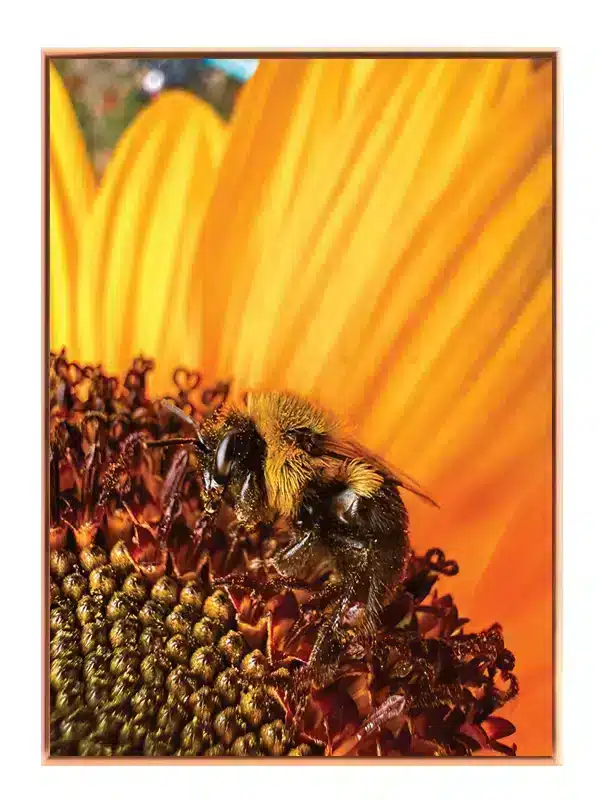 Bumblebee On Sunflower Plakat