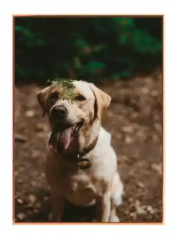 Labrador Retriever No2 Plakat