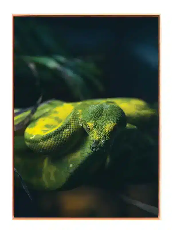 Slange Green Tree Python Plakat