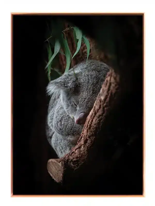 Sleeping Koala Plakat
