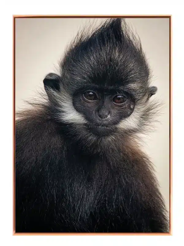 Dusky Leaf Monkey Plakat