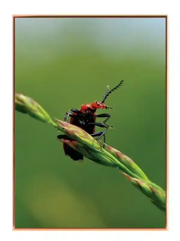 Red Headed Plakat
