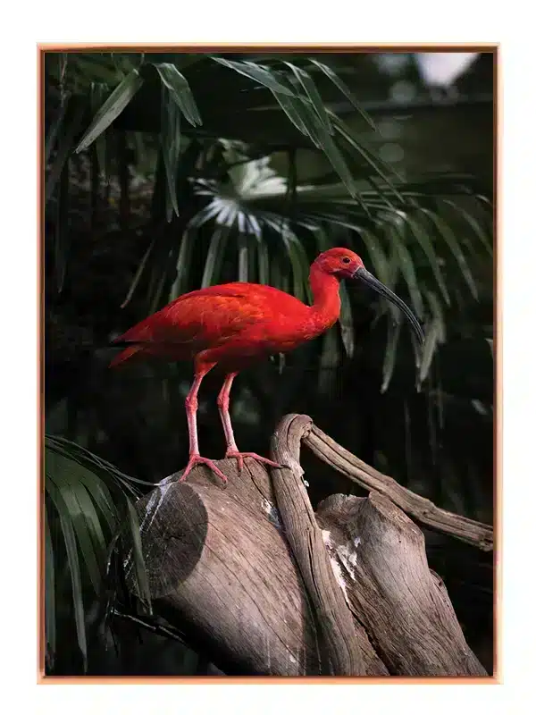 Scarlet Ibis Plakat