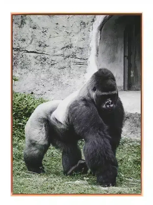 Silverback Gorilla Outdoors Plakat