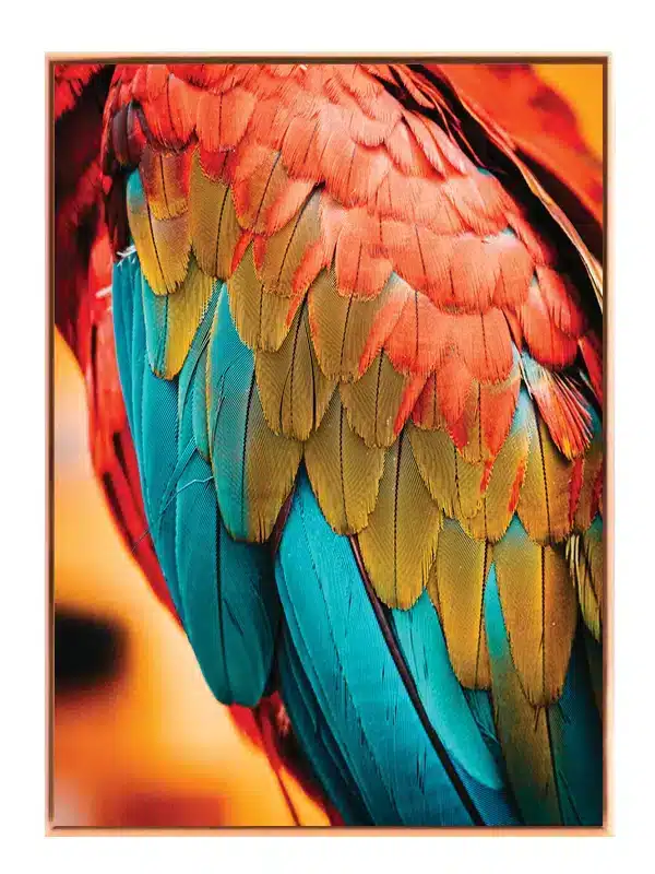 Ugle Macaw Plakat