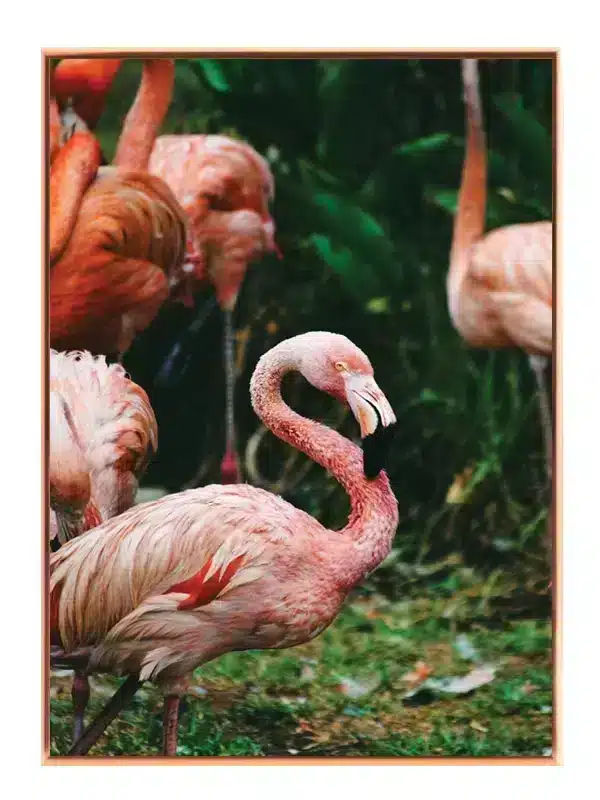 Flamingo Group Plakat