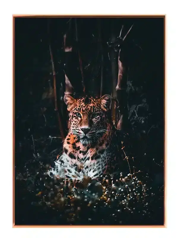 Leopard In Shadows Plakat