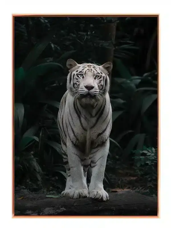 White Tiger Jungle Plakat