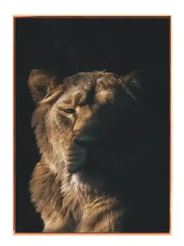 Lioness Half Light Plakat