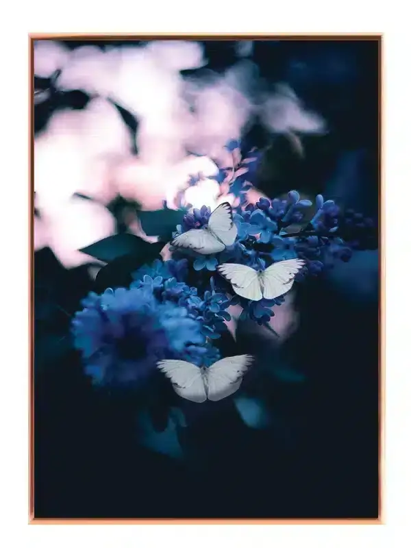 Sommerfugl White Plakat