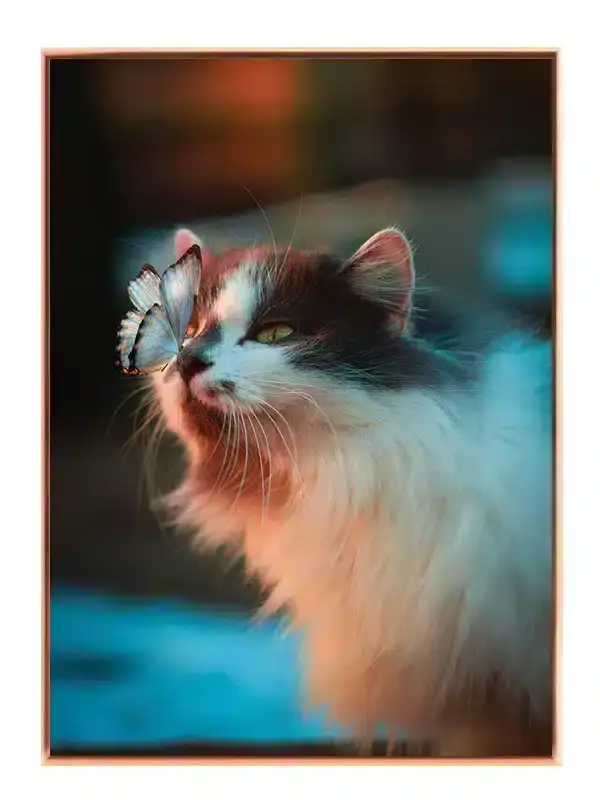 Longhair Cat Plakat