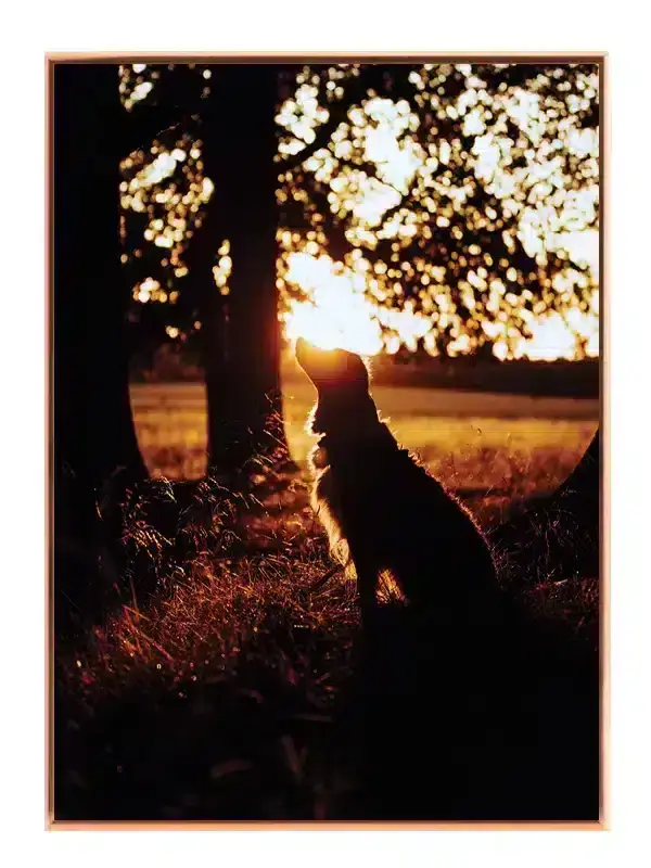 Hund Border Collie Silhouette Plakat