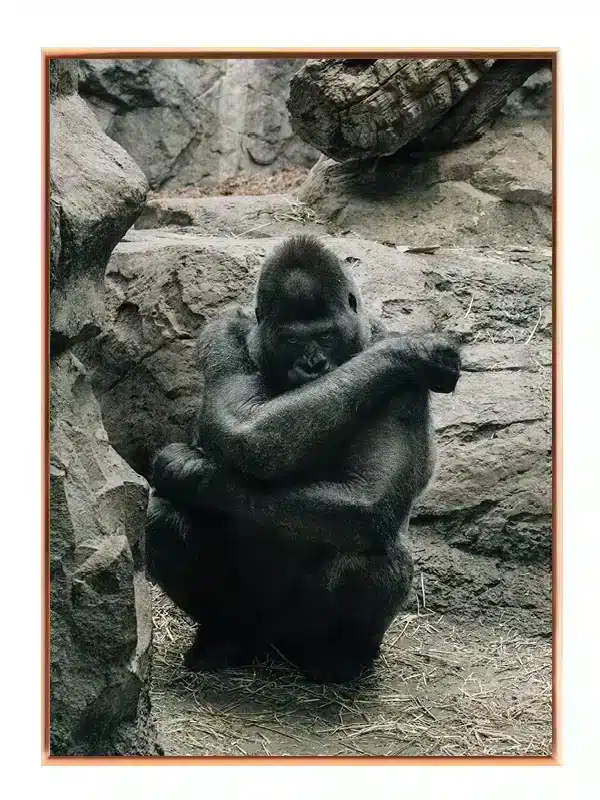 Silverback Gorilla Rocky Background Plakat