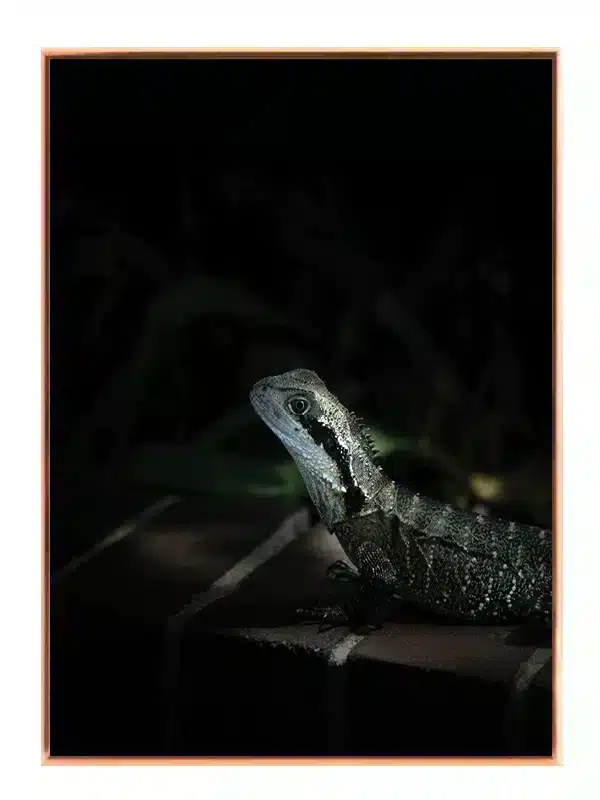 Ko Water Dragon Plakat