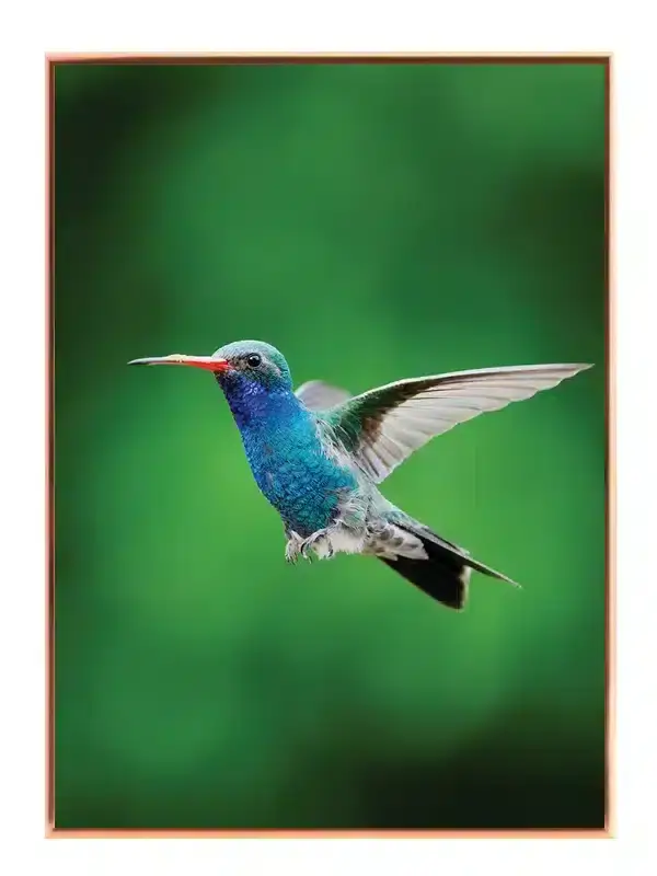 Hummingbird In Plakat