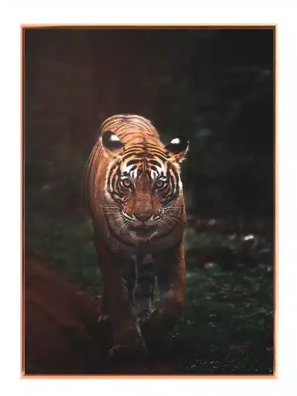 Tiger In Shadow Plakat