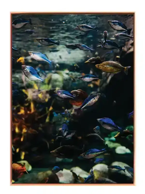 Tetra Fish School Plakat