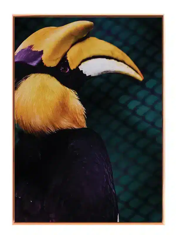 Great Hornbill Plakat