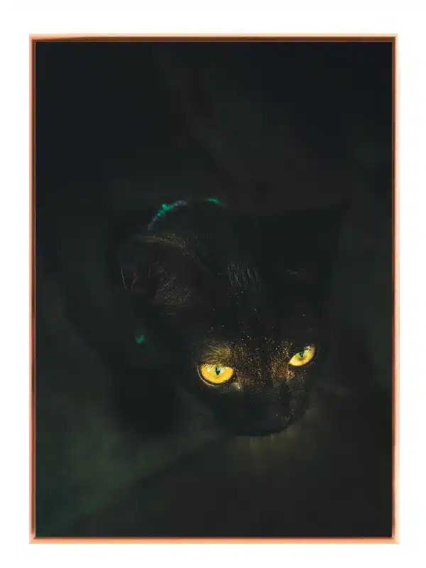 Black Cat Plakat