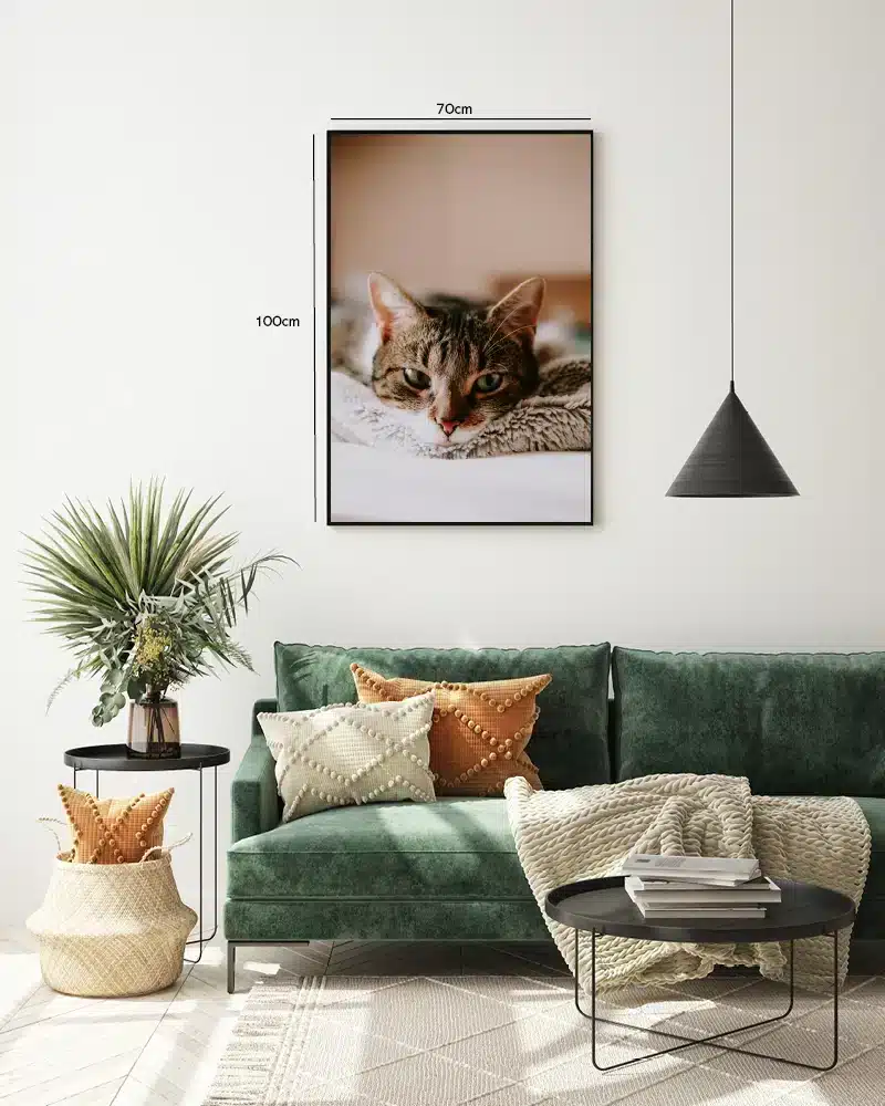 Tabby Cat Close Up Plakat