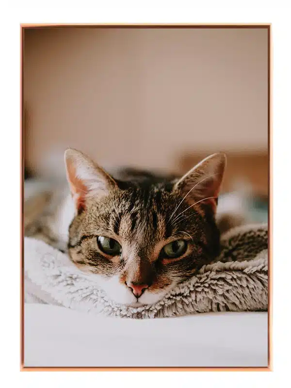 Tabby Cat Close Up Plakat