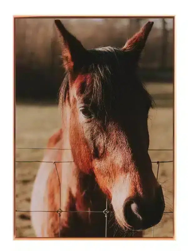 Bay Horse Plakat