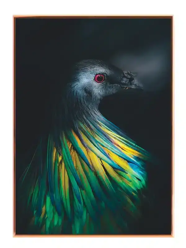 Nicobar Pigeon Plakat