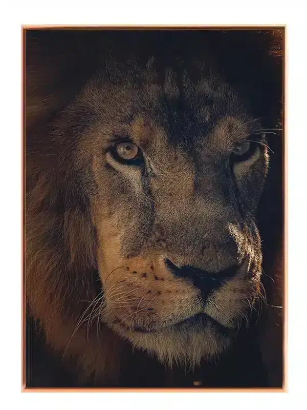 Lion Face II Plakat