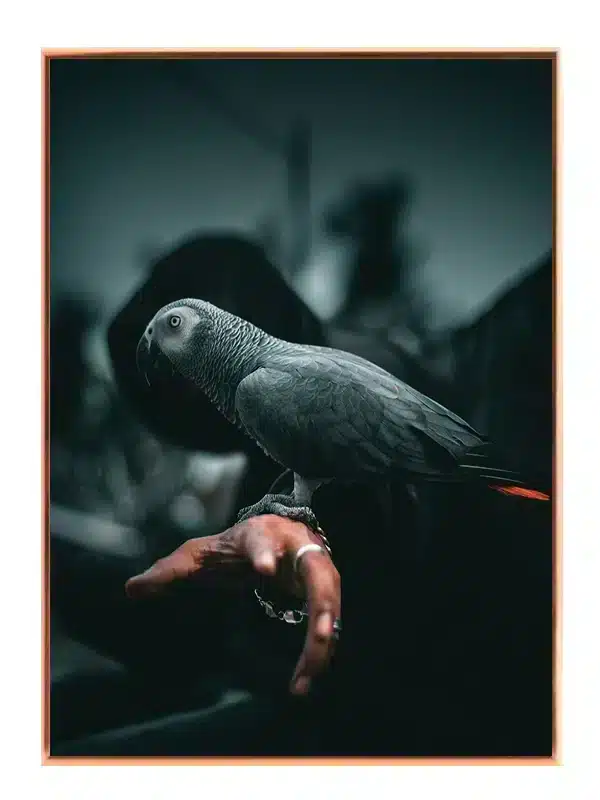 African Grey Parrot Plakat