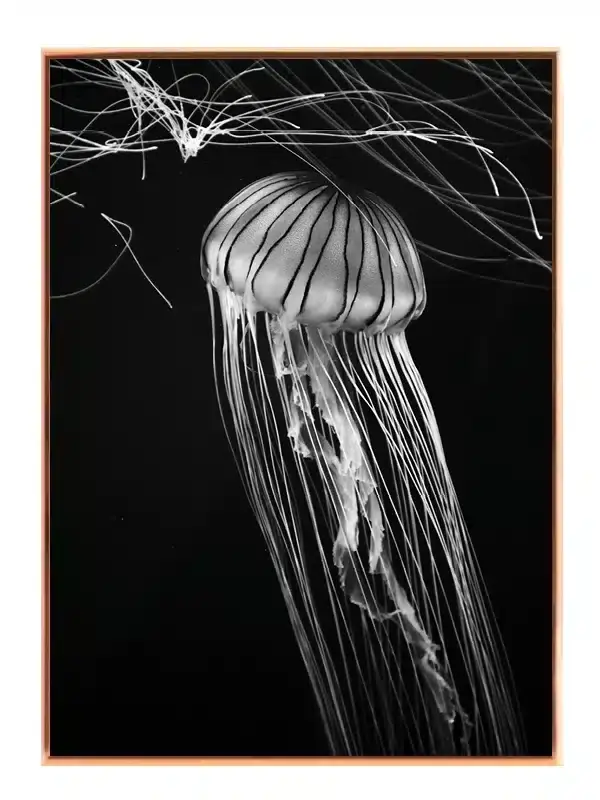 Jellyfish Black Background Plakat