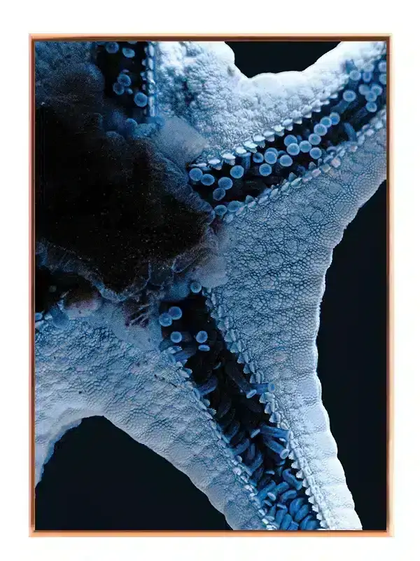Starfish Plakat