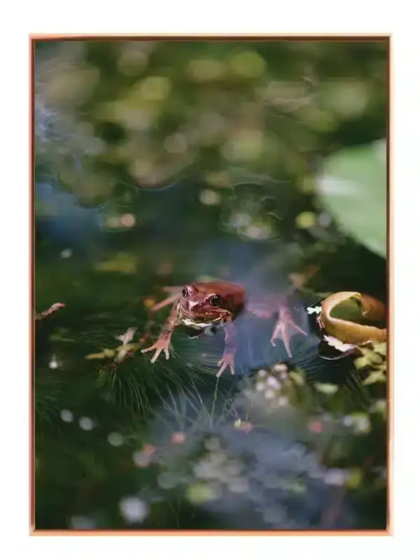 Common Frog Plakat
