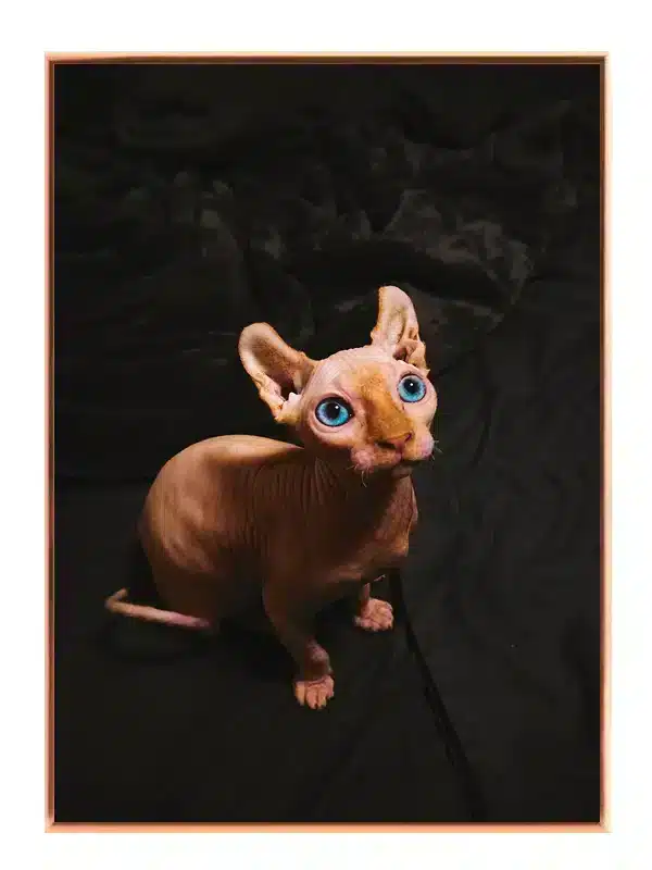 Sphynx Cat Plakat