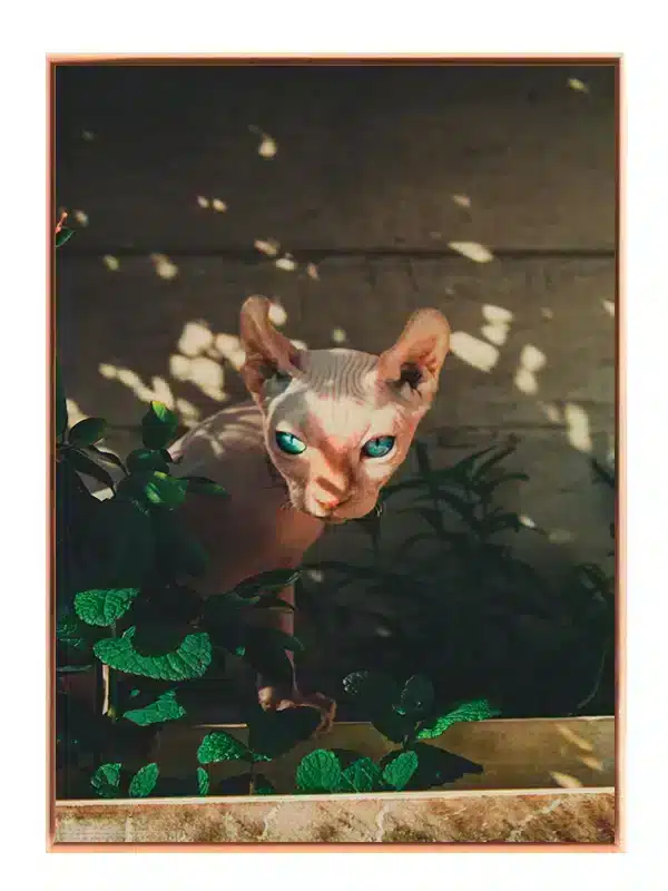 Sphynx Cat Sunlit Plakat