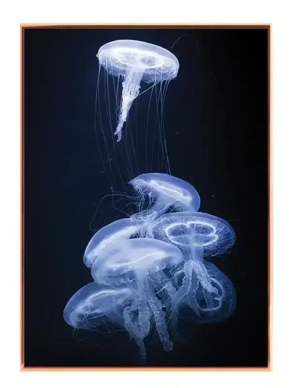 Moon Jellyfish Plakat