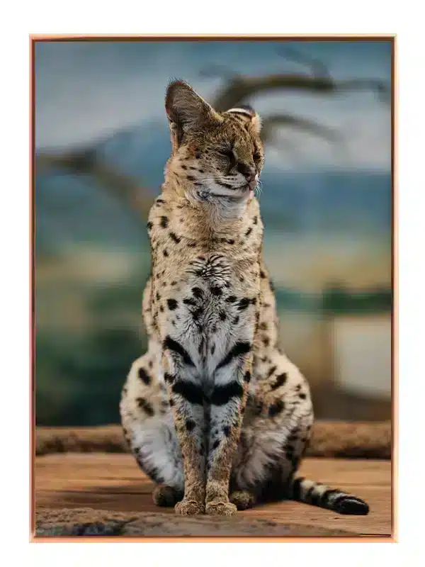 Serval Cat Plakat
